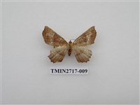 藏品(尺蛾268)的圖片